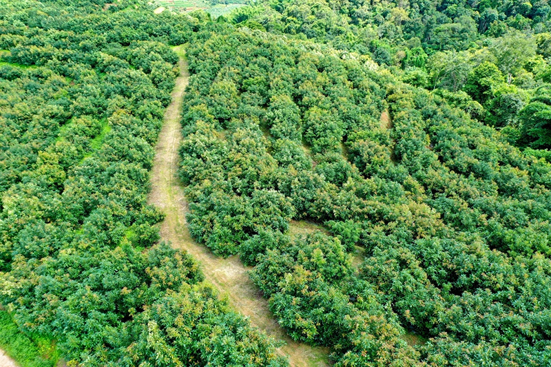 孟连县牛油果种植基地。孟连县融媒体中心供图