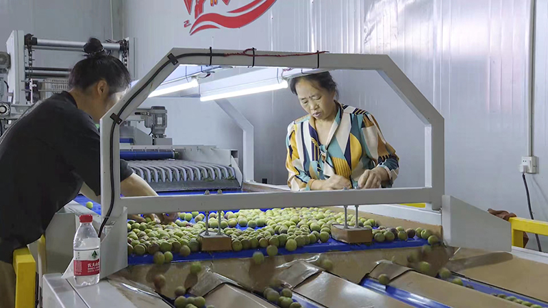 半邊紅李分選車間（2023年7月8日攝）。