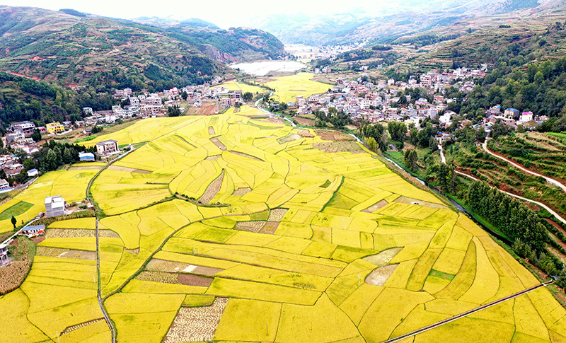 土地高效治理帶來良田豐收。