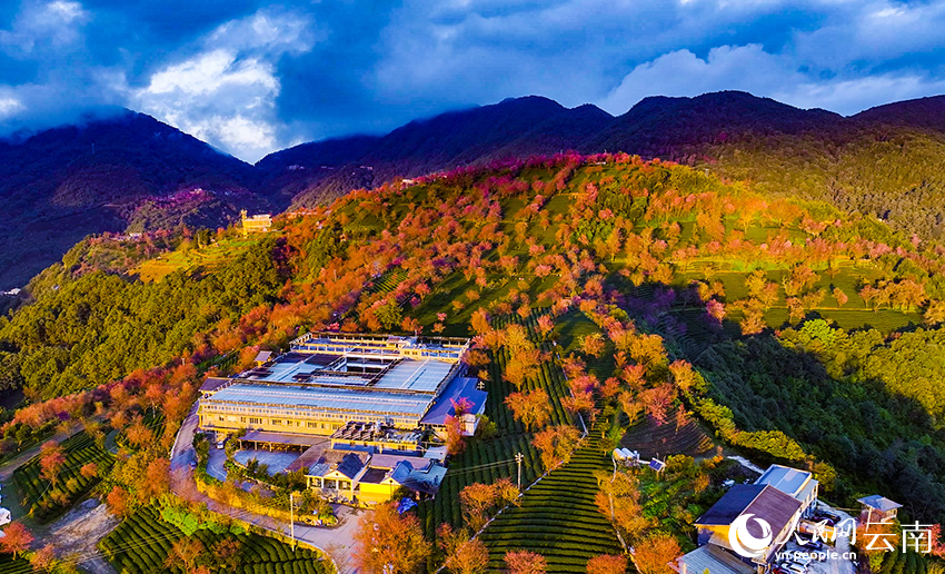 日出時，雲南無量山櫻花谷的櫻花美景。楊光宇攝