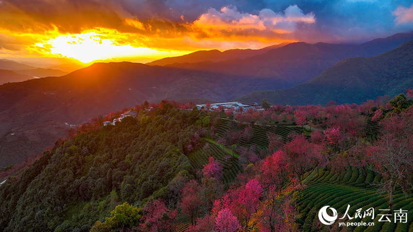 日出時，雲南無量山櫻花谷的櫻花美景。楊光宇攝