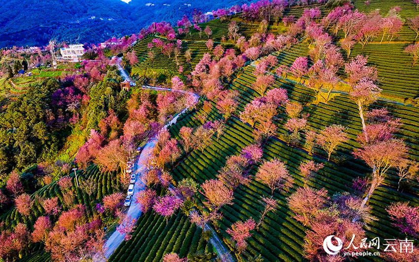 日出时，云南无量山樱花谷的樱花美景。杨光宇摄