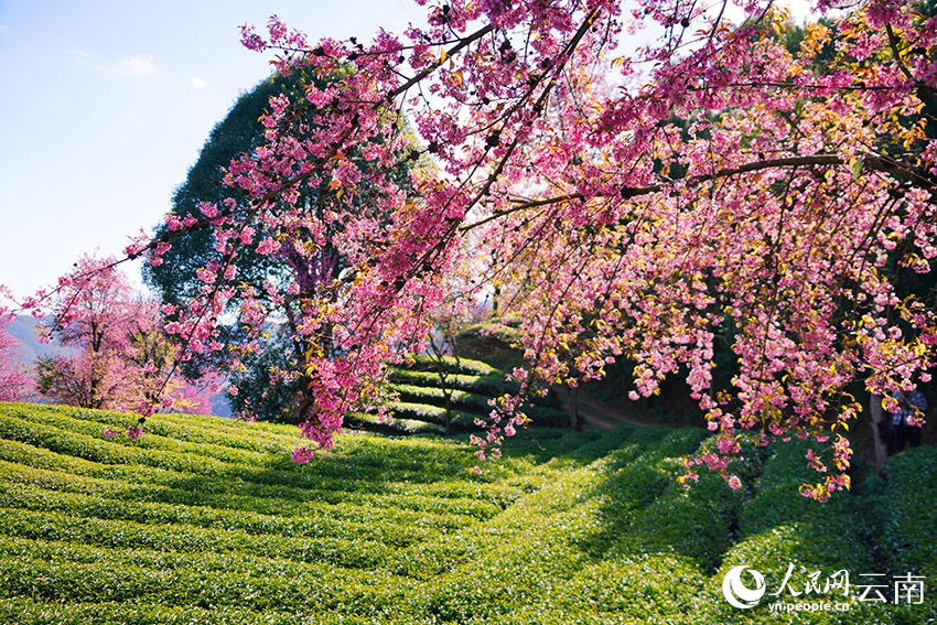 雲南無量山櫻花谷的櫻花美景。楊光宇攝