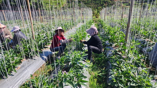 务工人员正在地里忙活。景东县融媒体中心供图