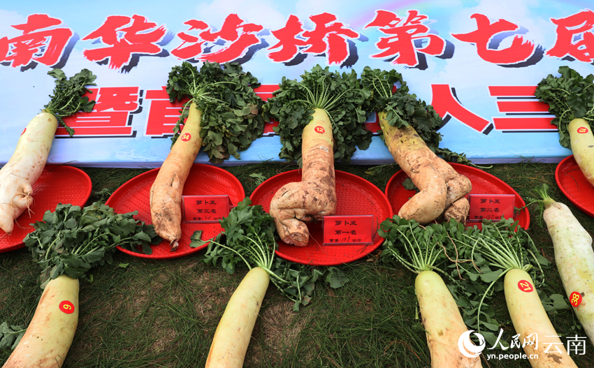 云南南华沙桥第七届萝卜文化艺术节评选出的“萝卜王”。人民网记者 刘怡摄