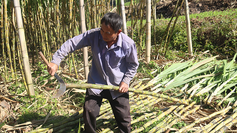 蔗农正忙着砍甘蔗。镇沅县融媒体中心供图