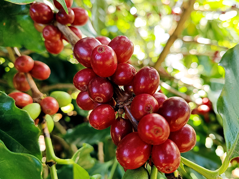 咖啡树上结满了红色的果实