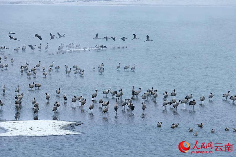 “高原精灵”黑颈鹤踏雪起舞。郑远见摄