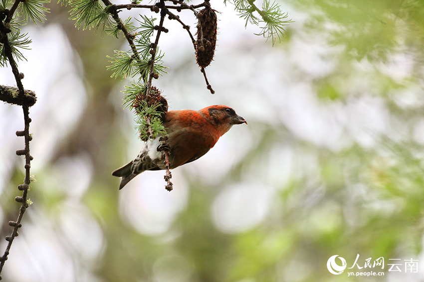 红交嘴雀。罗俊摄