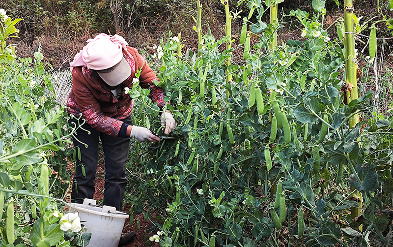 農戶正在採收青豌豆。周濤攝