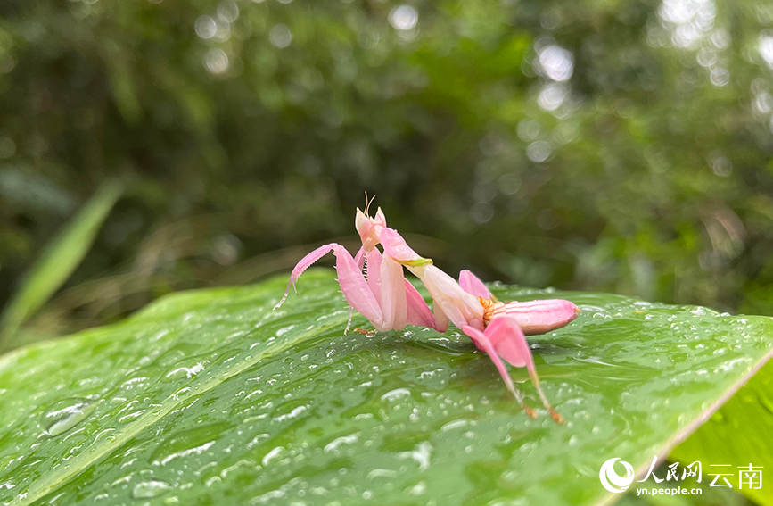 图为在宁洱县黎明乡发现的兰花螳螂。方稷摄
