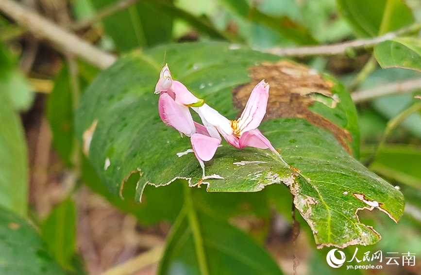 圖為在寧洱縣黎明鄉發現的蘭花螳螂。張興科攝