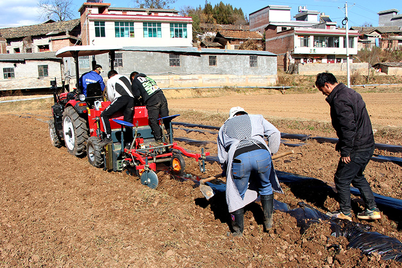 村民正在轮作田里播种马铃薯。