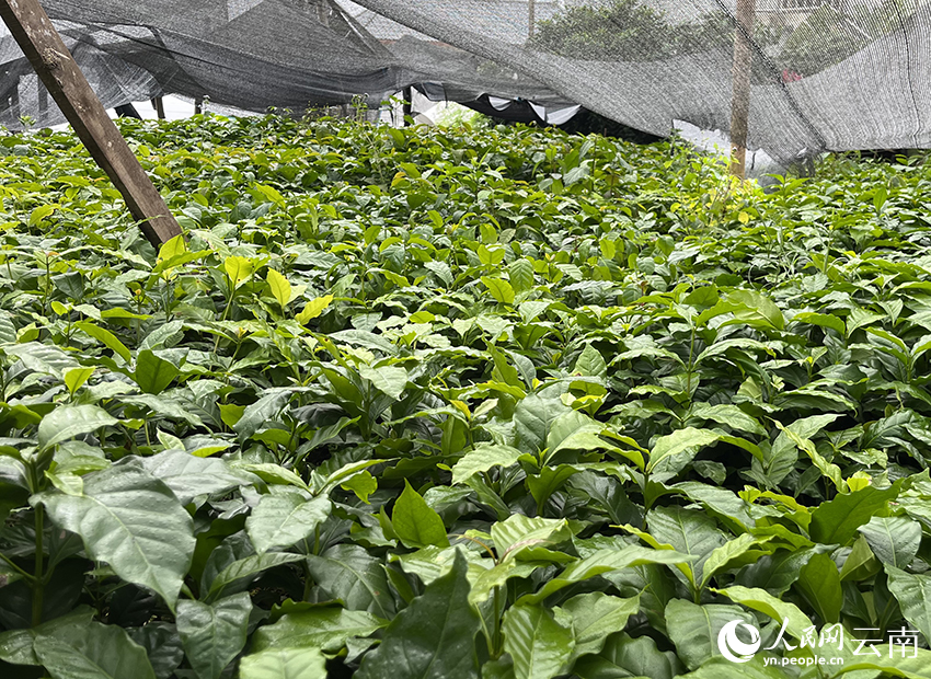 【图1】金漫咖啡试验田中培育的咖啡种苗。人民网-尹馨摄