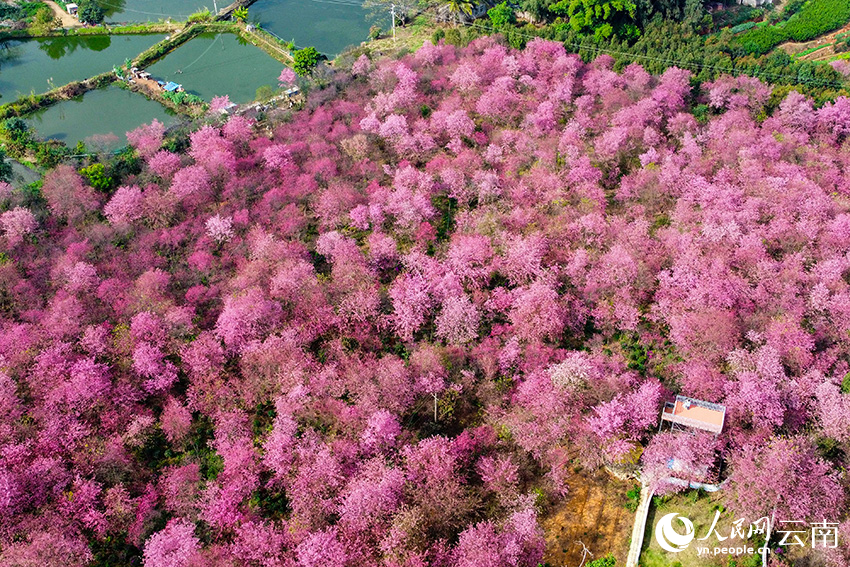 云县樱花美景。胡光婷摄