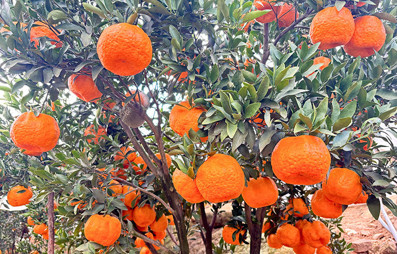 柑橘挂满枝头。镇沅县融媒体中心供图