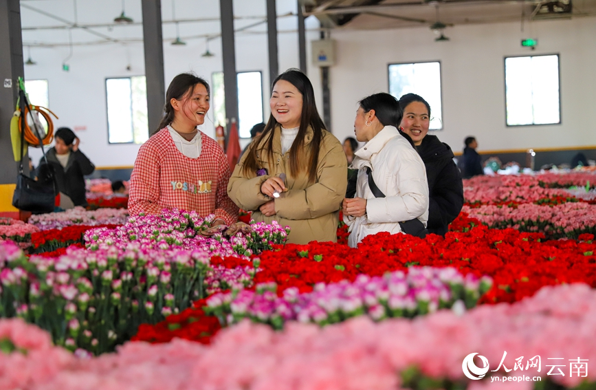 2月2日下午，昆明斗南花卉市場內，商戶在挑選鮮切花。人民網記者 虎遵會攝