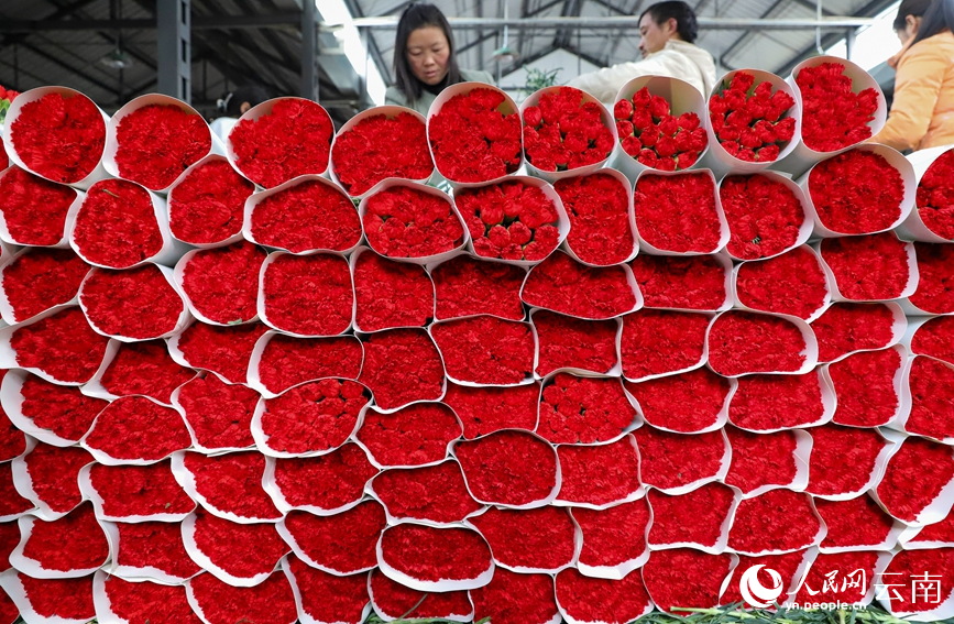 2月2日下午,昆明斗南花卉市场内,部分包装好等待销售的鲜切花。人民网记者 虎遵会摄