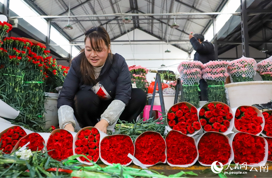 2月2日下午，一位商戶正在包裝准備銷往市場的鮮切花。人民網記者 虎遵會攝