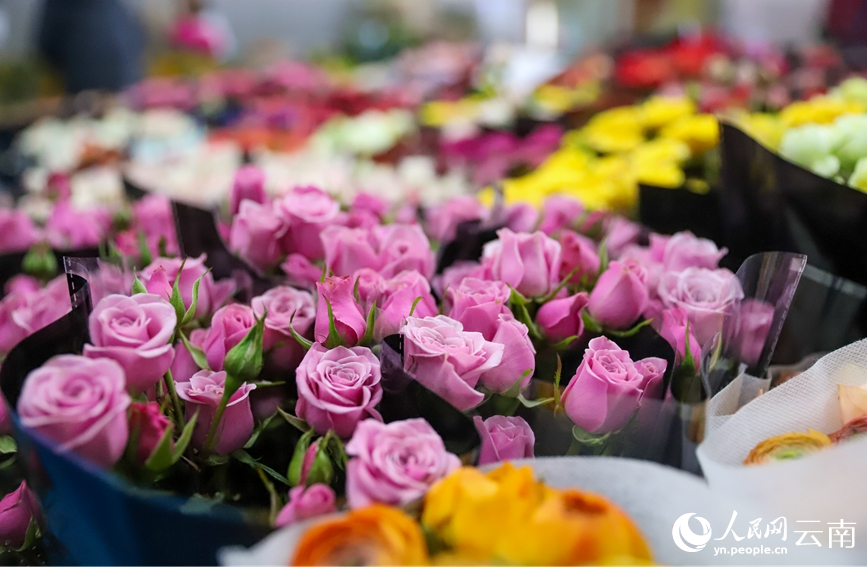 2月2日下午，昆明斗南花卉市場內五顏六色的鮮切花。人民網記者 虎遵會攝