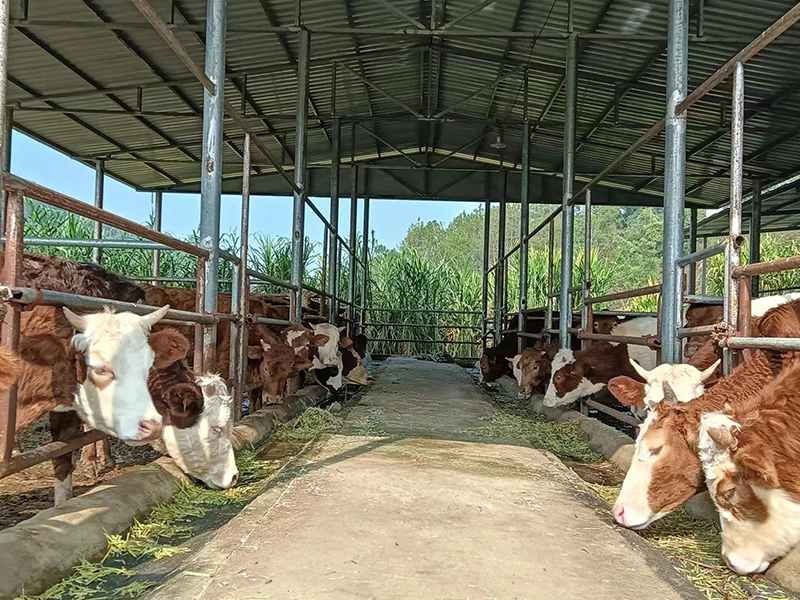 芒景村肉牛养殖场（２０２４年1月摄）