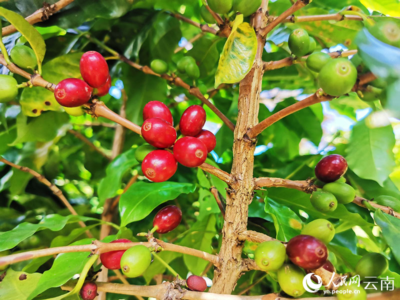 【1】小凹子咖啡庄园内种植的咖啡果渐次成熟。人民网记者-刘怡摄