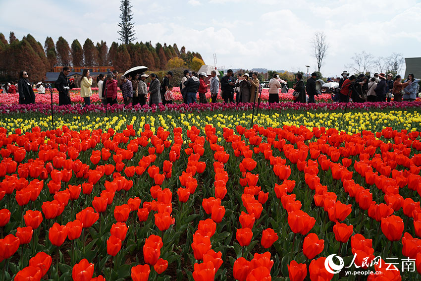 2月12日，游客在撈魚河濕地公園觀賞郁金香。人民網記者 李發興攝