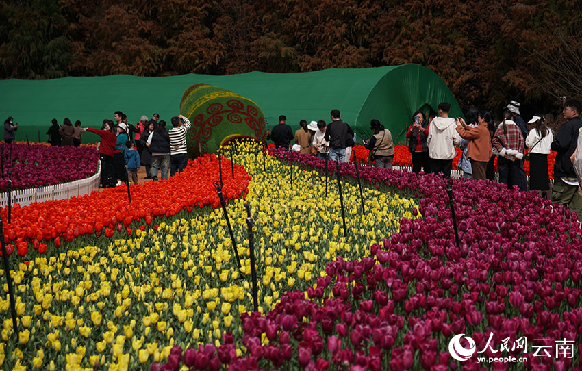 2月12日，游客在撈魚河濕地公園觀賞郁金香。人民網記者 李發興攝