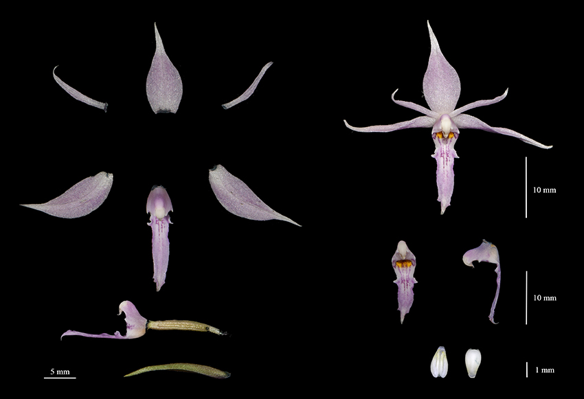 盈江蝦脊蘭花瓣解剖照。翟俊文制作