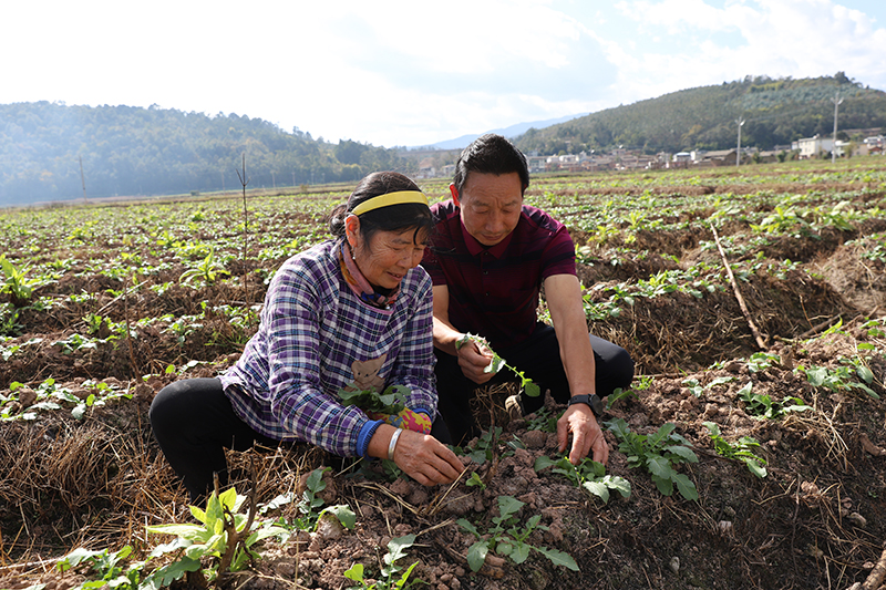 陈继江（右）指导工人种植萝卜。受访者供图
