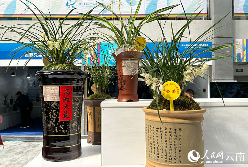 第31屆中國（維西）蘭花博覽會上評選出的獲獎精品國蘭。人民網記者 劉怡攝