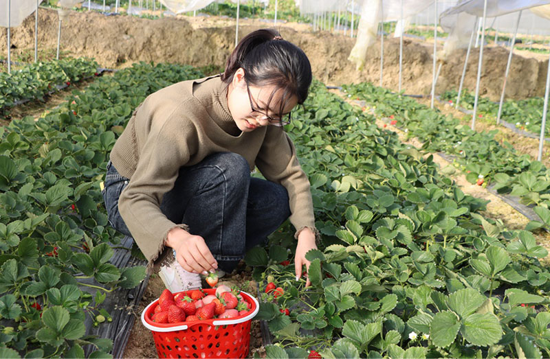 市民前來採摘體驗。楊攀攝