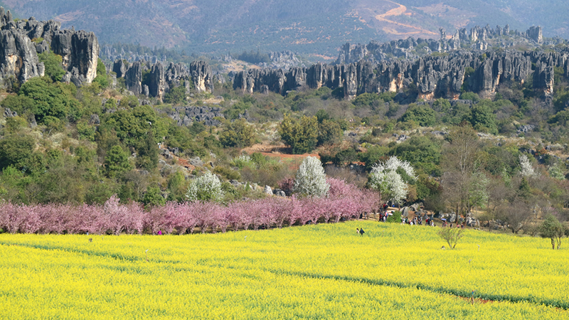 图为乃古石林风景区。石林风景名胜区管理局供图