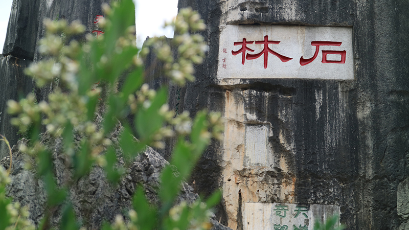 图为石林风景名胜区。石林风景名胜区管理局供图
