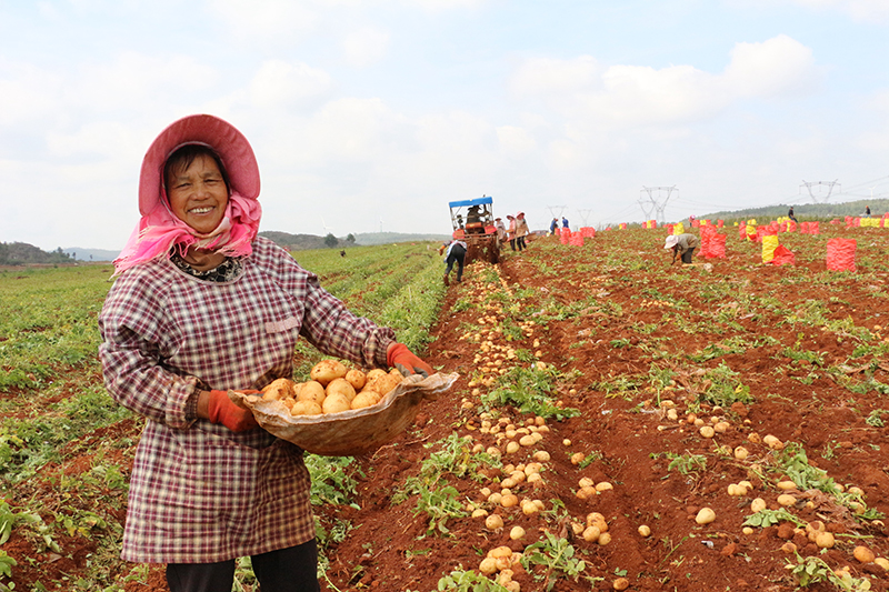 图为村民在采收马铃薯。