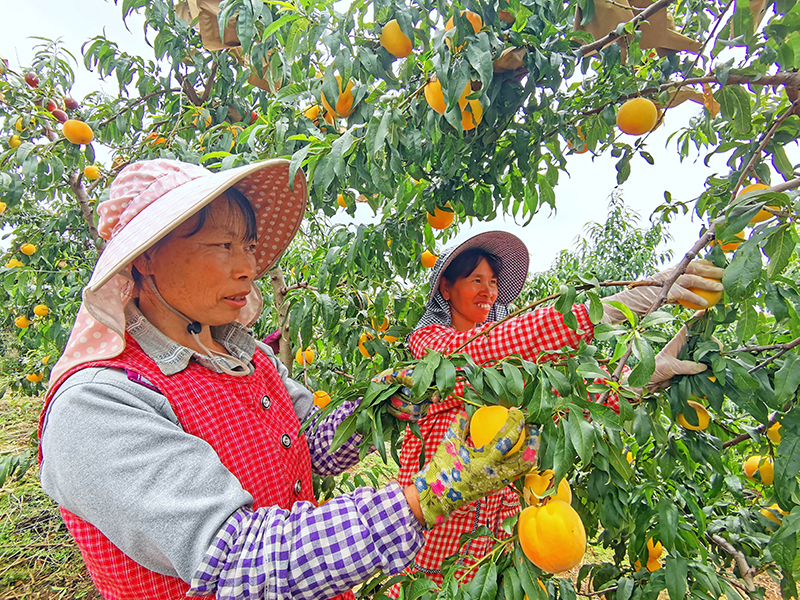 图为村民在采摘黄桃。