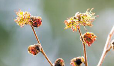 植物活化石银缕梅在昆明植物园首次开花