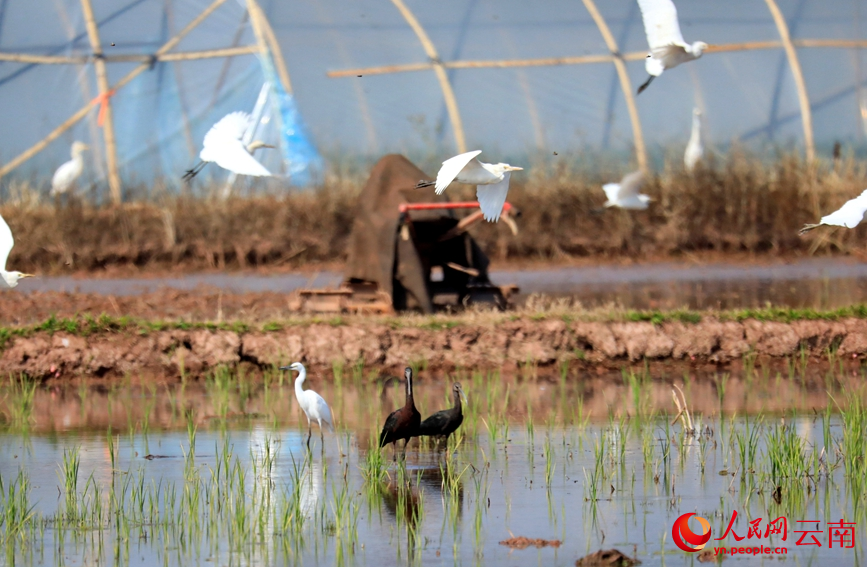 在田里的两只彩鹮。陈永刚摄