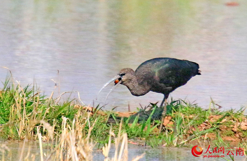 正在进食的彩鹮。陈永刚摄