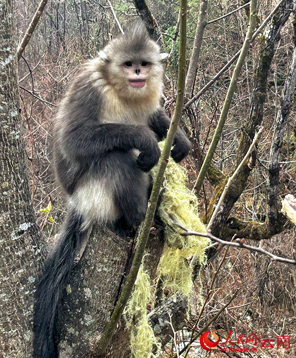 云南白马雪山国家级自然保护区内的滇金丝猴。人民网记者 刘怡摄