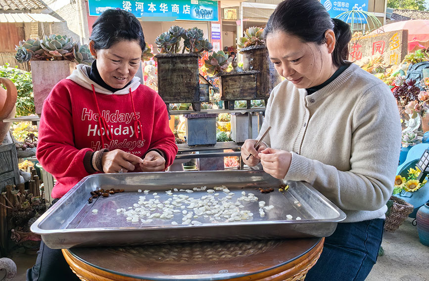 農忙時，客戶經理幫徐寄華（左）剝皂角米---楊芮攝