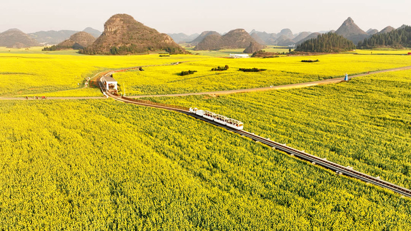 金雞峰叢景區廣袤的油菜花海 毛虹攝