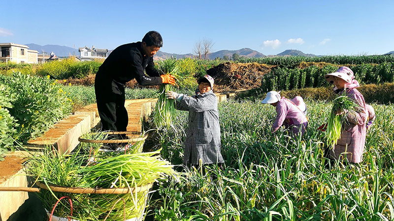 村民正在采收蒜薹。杨文虹摄-(1)