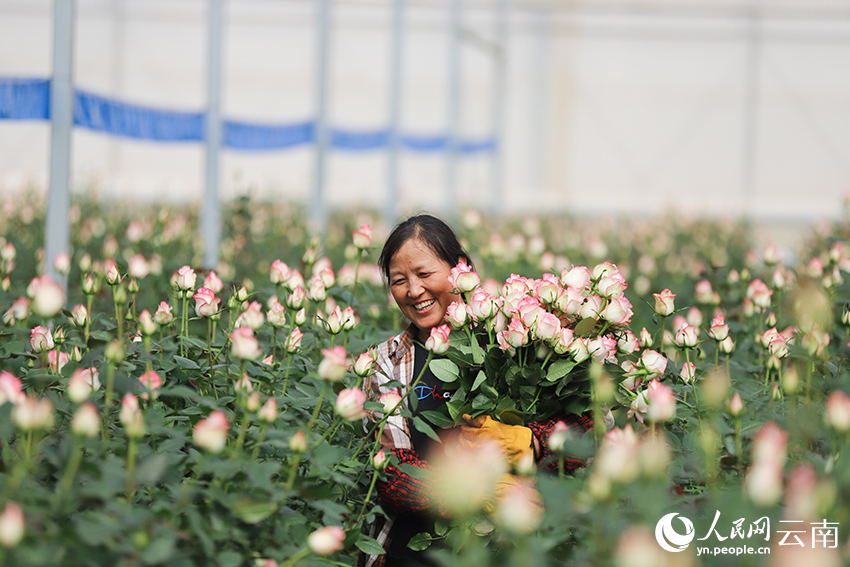 【5】花農在採摘鮮切花。人民網記者-李發興攝