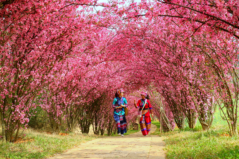 垂丝海棠芳菲绽放。石林风景名胜区管理局供图