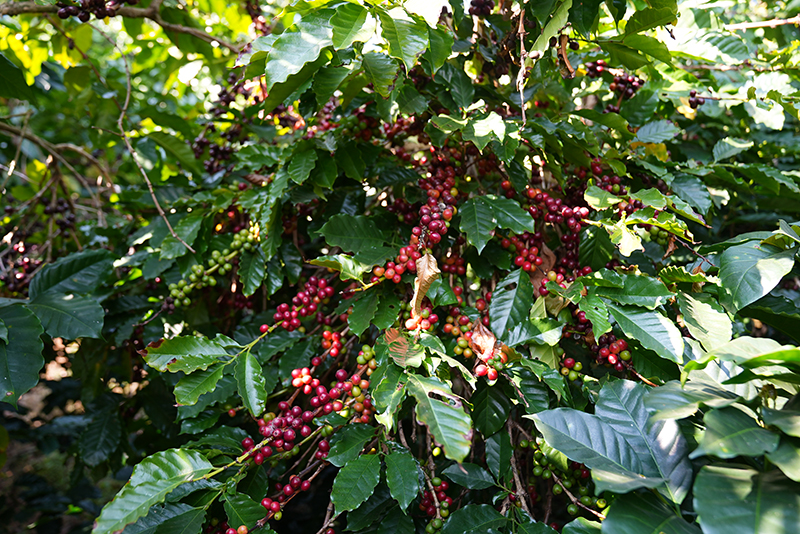 咖啡树上的鲜果。刁弘智摄