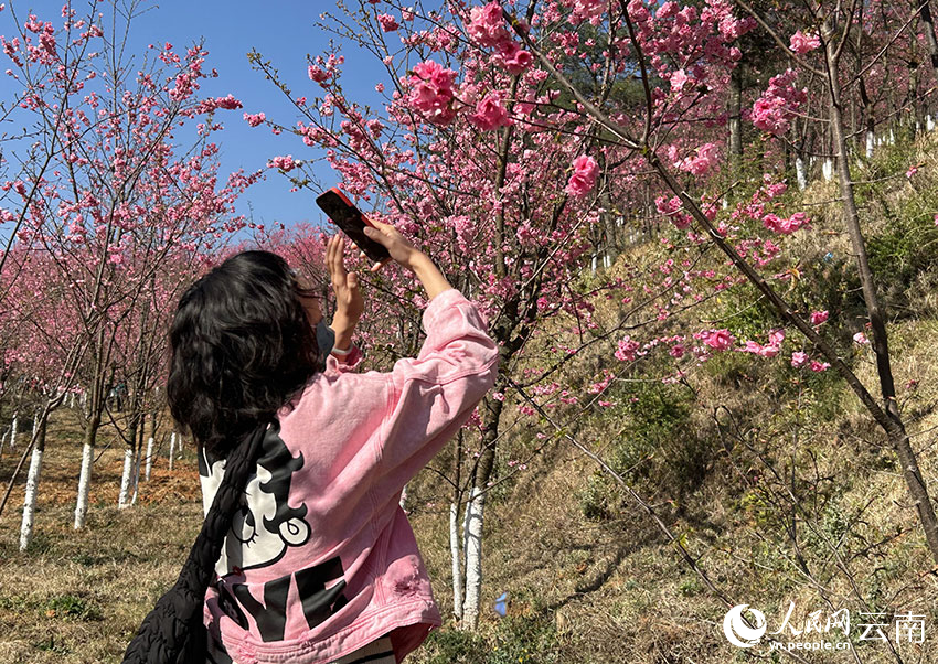 马龙樱花谷樱花盛开，吸引了不少游人前来拍照游览。人民网记者 刘怡摄