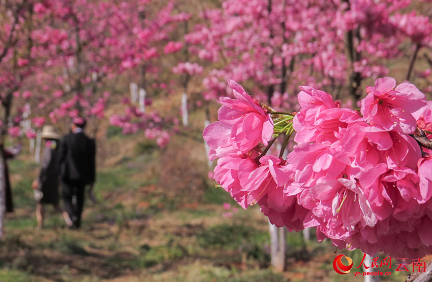 每逢樱花季，马龙沈家山樱花谷内樱粉满山，花枝摇曳。人民网记者 刘怡摄