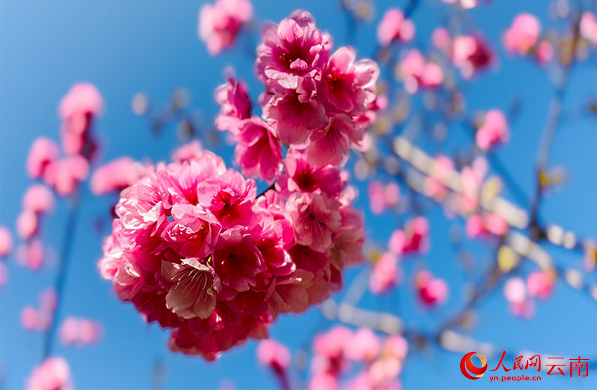 每逢樱花季，马龙沈家山樱粉满山，花枝摇曳。人民网记者 刘怡摄