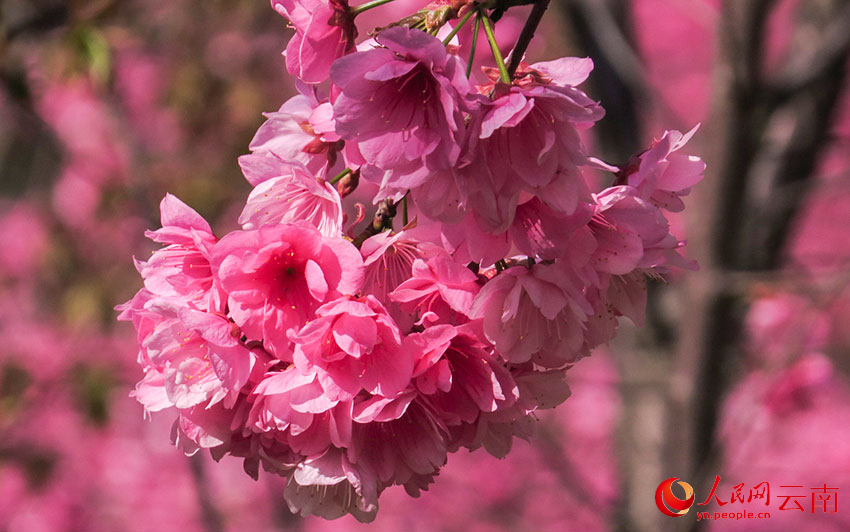 每逢樱花季，马龙沈家山樱粉满山，花枝摇曳。人民网记者 刘怡摄